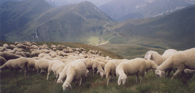 Valle Caudina: accoltellamento e bastonate tra pastori, la sentenza