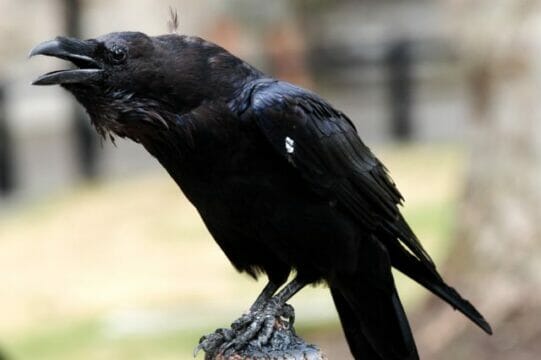 Cervinara: lettera delle persone perbene contro il corvo che infanga i sacerdoti