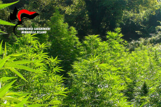 Piante alte due metri, scoperte due piantagioni di marijuana