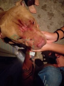 Cronaca:picchia violentemente un cucciolo di pit bull