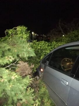 Montesarchio, albero caduto: coinvolta un’auto, ferita la collega Maria Tangredi