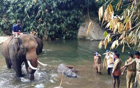Elefante ucciso in India: un arresto