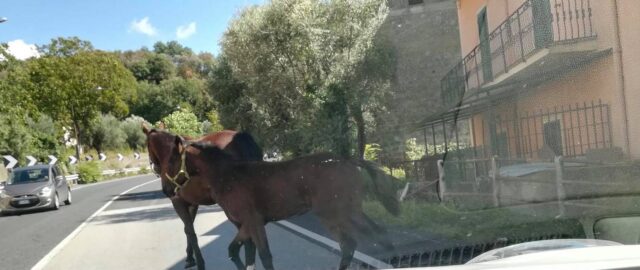 Cavallo travolge l’auto di un cervinarese, morto l’animale nell’impatto