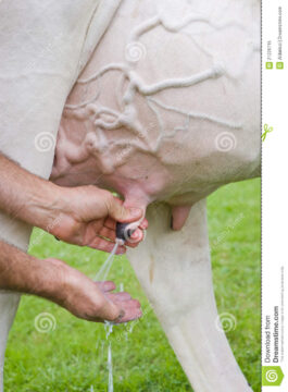 Allevatori positivi, scatta la solidarietà contadina per mungere le mucche