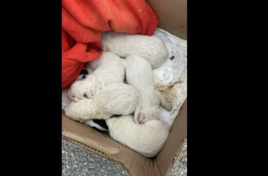 8 cuccioli gettati nell’immondizia