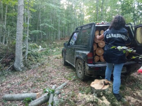 Taglio abusivo di legname, due arresti